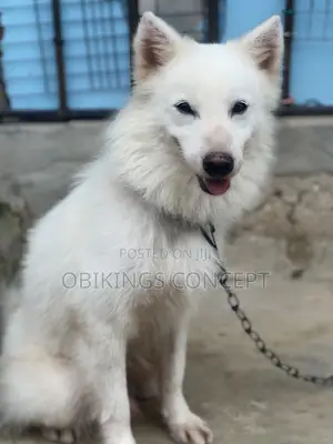 Super Fluffy Male Eskimo Available for STUD Service