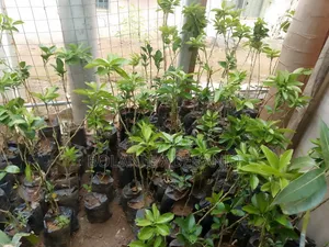 Healthy and Well-Nurtured Fruit Seedlings Are Available for Sale.