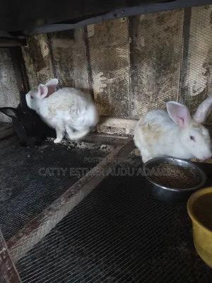 English Rabbit