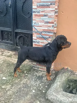 1+ year Female Purebred Rottweiler