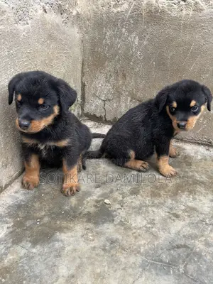 1-3 months Male Purebred Rottweiler