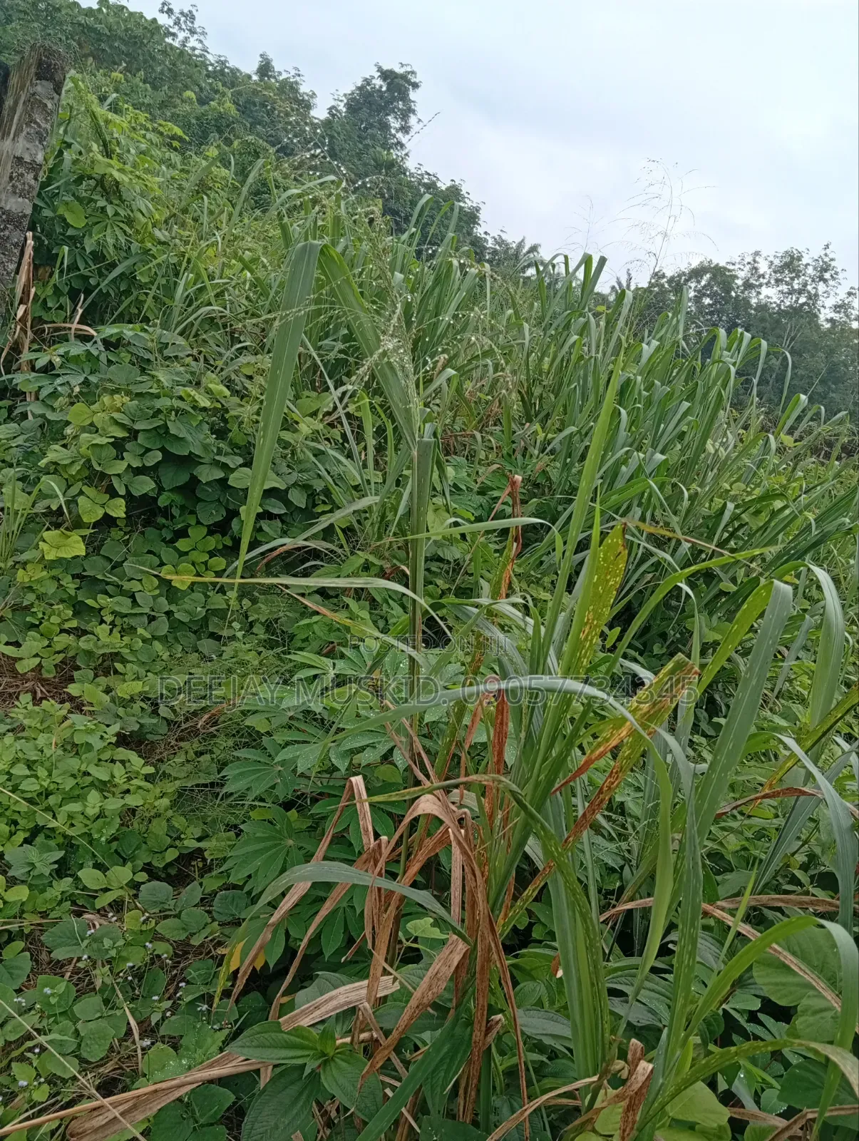 Landforsale