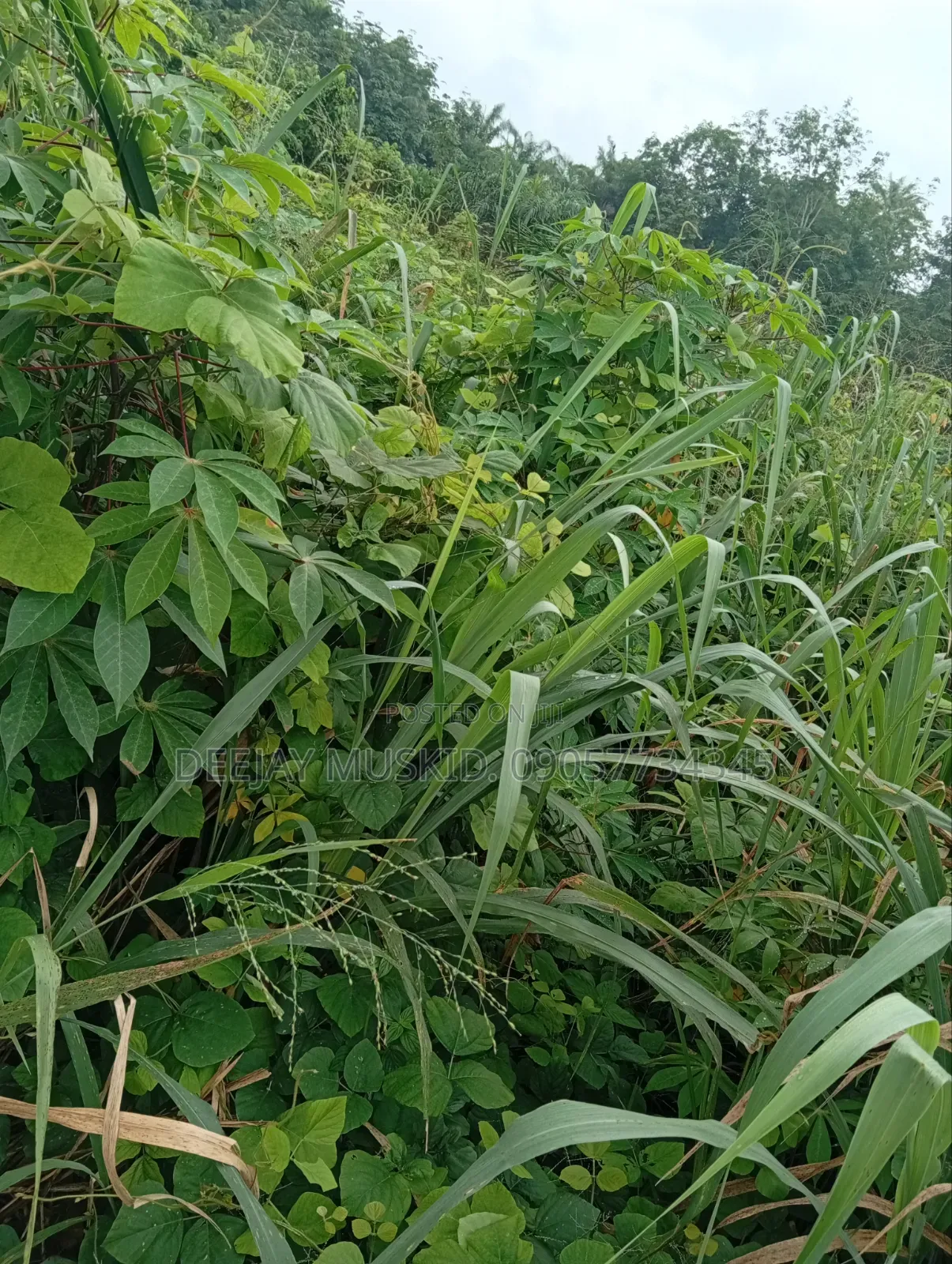 Landforsale