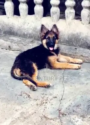 1-3 months Female Purebred German Shepherd