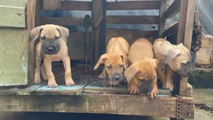 1-3 months Female Purebred Boerboel