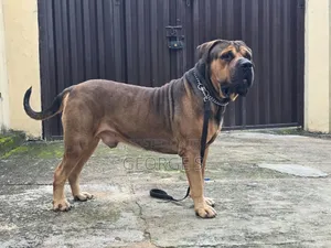 1+ year Male Purebred Boerboel
