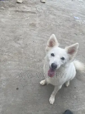1+ year Female Purebred American Eskimo