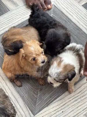 1-3 months Female Purebred Lhasa Apso