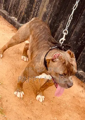 1+ year Female Purebred American Bully