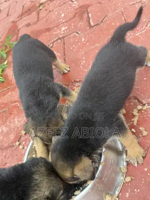1-3 months Male Purebred German Shepherd