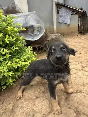 1-3 months Male Purebred German Shepherd