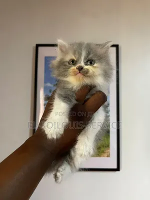 1-3 months Female Purebred Persian