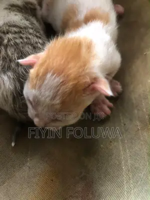 1-3 months Female Purebred American Shorthair