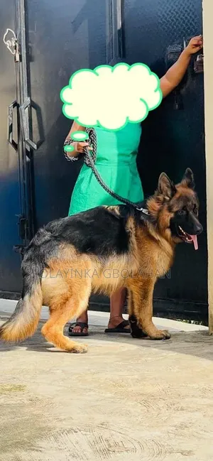 1+ year Male Purebred German Shepherd
