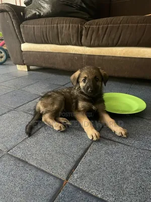 1-3 months Male Purebred German Shepherd