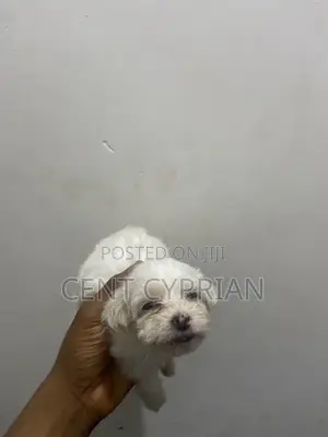 1-3 months Female Purebred Lhasa Apso