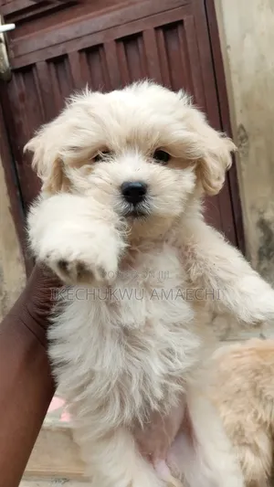 1-3 months Female Purebred Lhasa Apso