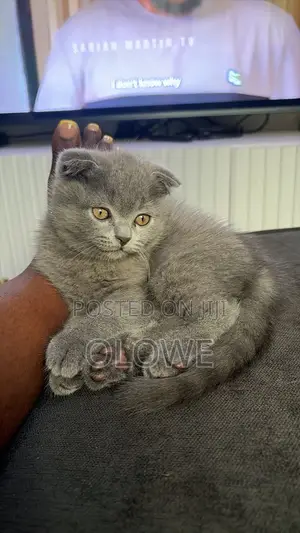 1-3 months Male Mixed Breed British Shorthair