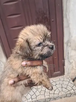0-1 month Female Purebred Lhasa Apso