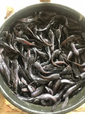 Catfish Fingerlings for Sale