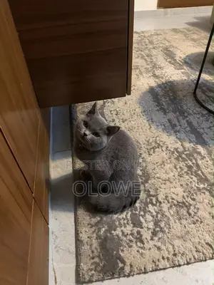 1-3 months Male Purebred British Shorthair