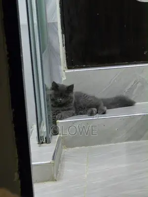 1-3 months Female Purebred British Shorthair