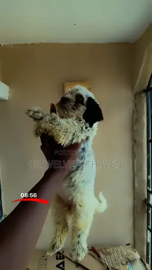 1-3 months Female Purebred Lhasa Apso