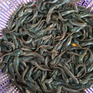 Fast Growing Fingerlings for Sale