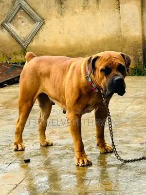 1+ year Female Purebred Boerboel