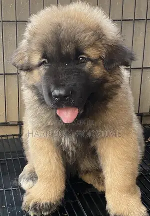 1-3 months Female Purebred Caucasian Shepherd