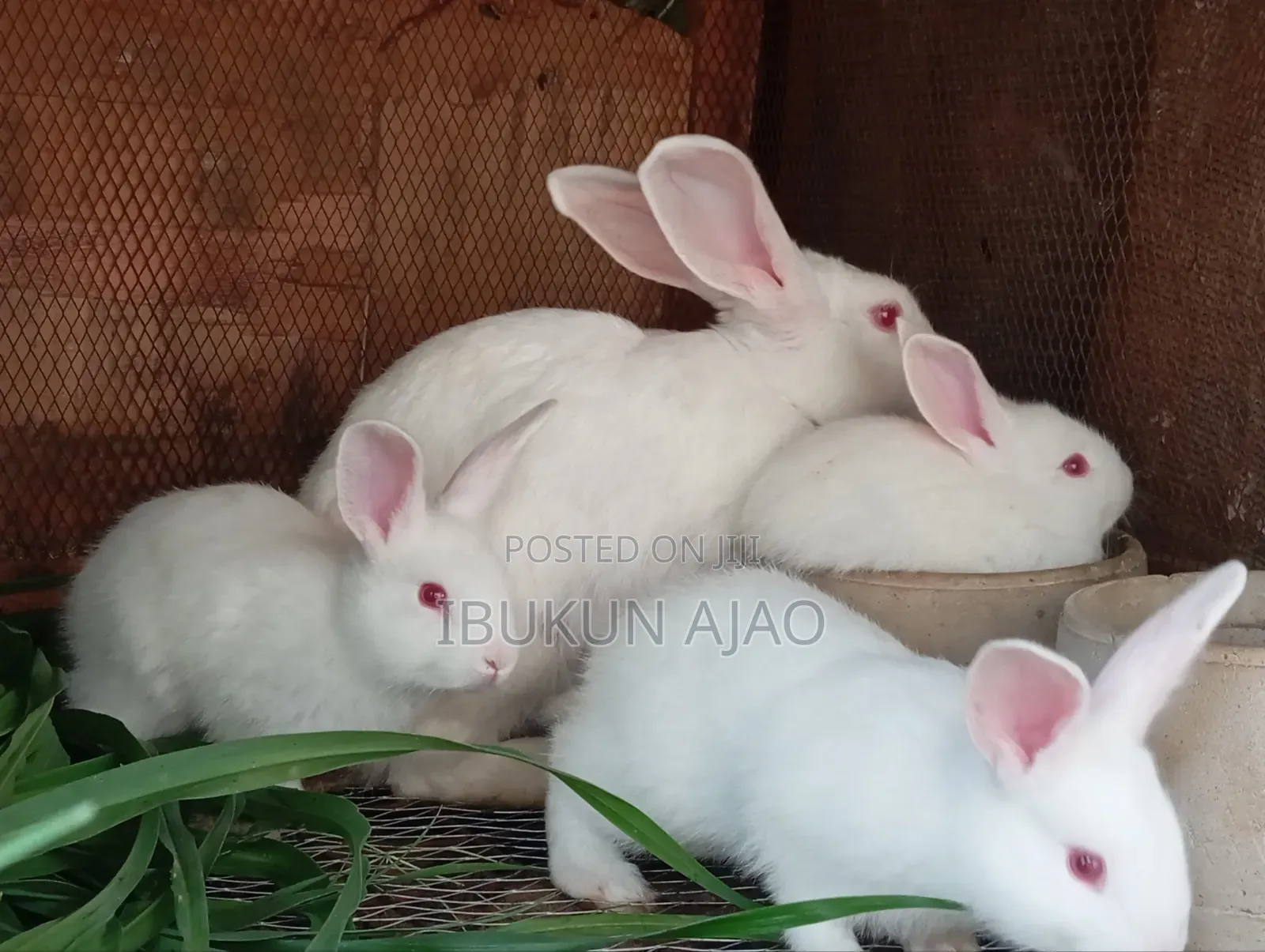 Rabbit Available