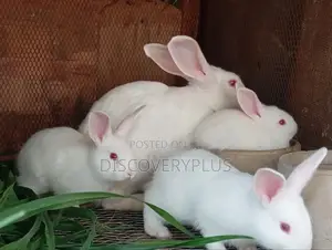 Rabbit Available