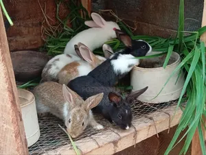 Rabbit Available