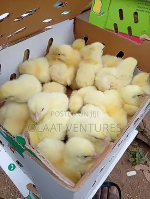 Broiler Chicks for Sale
