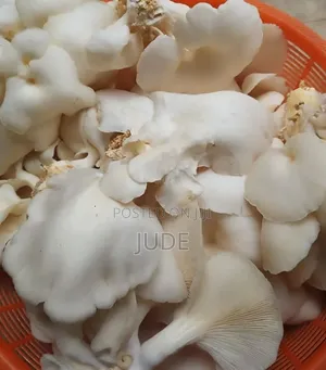 Oyster Mushroom
