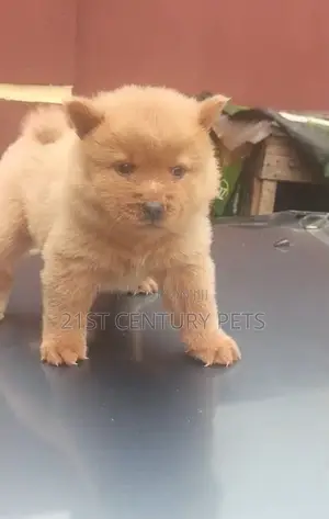 1-3 months Female Purebred Chow Chow