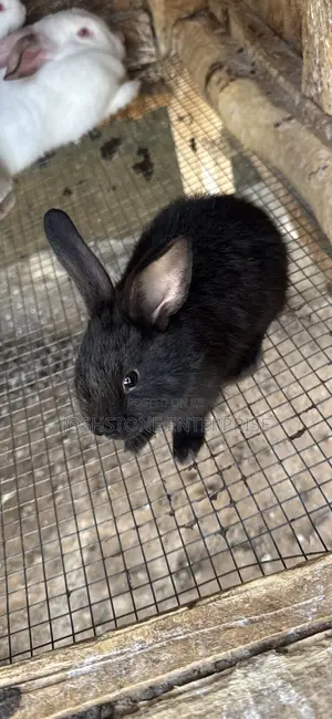 Black Male Rabbit
