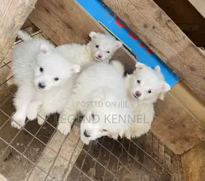 1-3 months Male Purebred American Eskimo