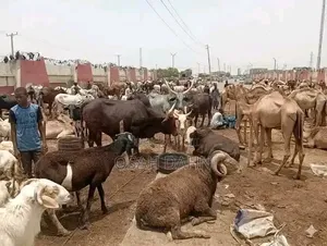 Livestock Animal Farm