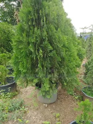 Outdoor Plant (Thuja)