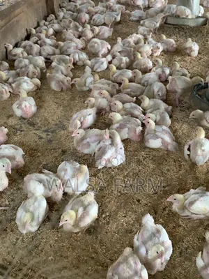 Healthy 3-Week Broilers – Vaccinated – Bulk Available, Ilorin