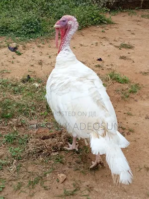 Male Local Turkey