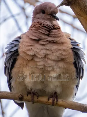 Healthy Young Bird