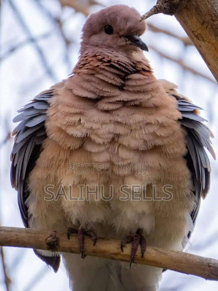 Healthy Young Bird