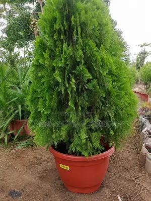 Outdoor Plant