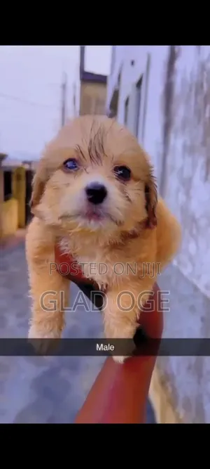 1-3 months Female Purebred Lhasa Apso