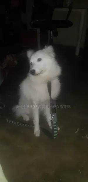 1+ year Male Purebred American Eskimo