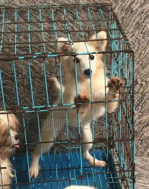 3-6 months Female Purebred American Eskimo