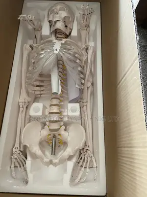 Human Skeleton Big Size