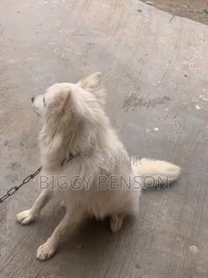 6-12 months Male Purebred American Eskimo